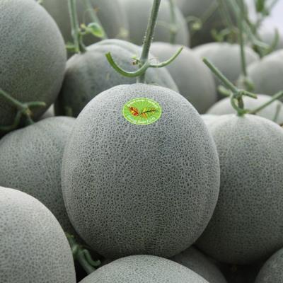 VNEXPRESS.NET : LÀM GIÀU VỚI DƯA LƯỚI TRONG NHÀ MÀNG