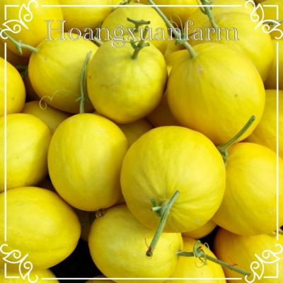 DƯA LÊ GIỐNG THÁI