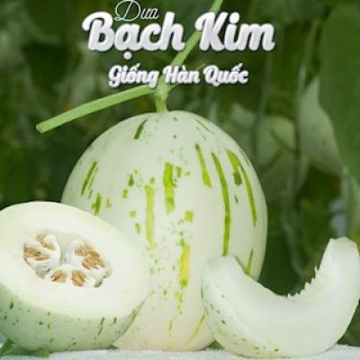 SILVER WAVE - DƯA BẠCH KIM GIỐNG HÀN QUỐC ASIA SEED